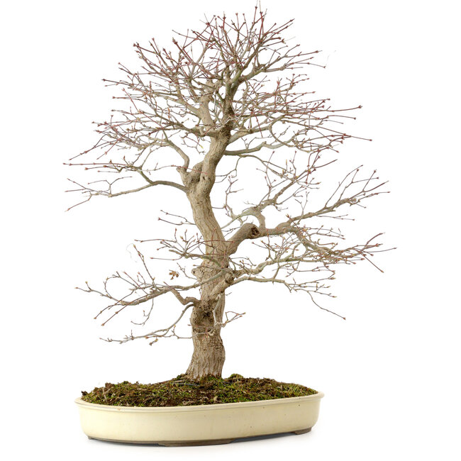 Acer palmatum, 52 cm, ± 35 ans, avec un nebari de 8 cm