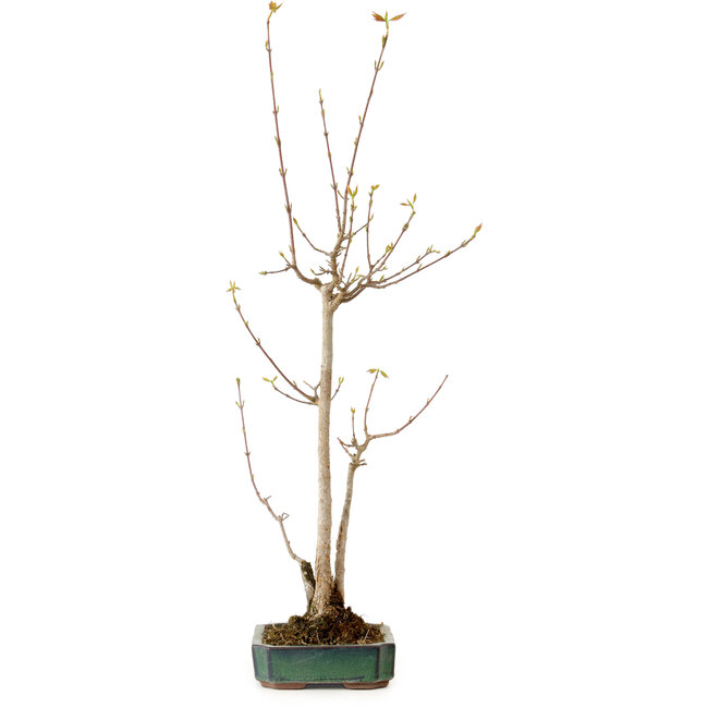 Acer buergerianum, 52 cm, ± 10 años de edad, con un nebari de 4 cm