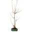 Acer buergerianum, 52 cm, ± 10 years old, with a nebari of 4 cm