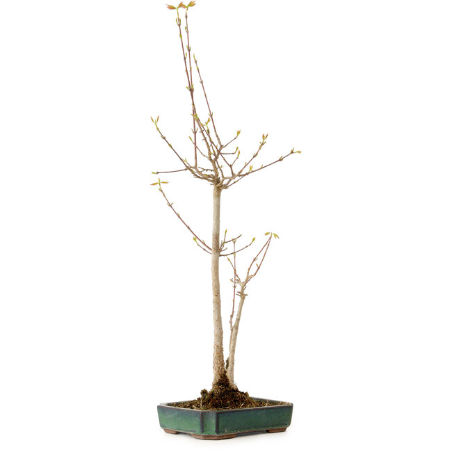 Acer buergerianum, 52 cm, ± 10 jaar oud, met een nebari van 4 cm