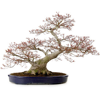 Acer palmatum, 56 cm, ± 30 años de edad