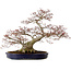 Acer palmatum, 56 cm, ± 30 ans, avec un nebari de 32 cm