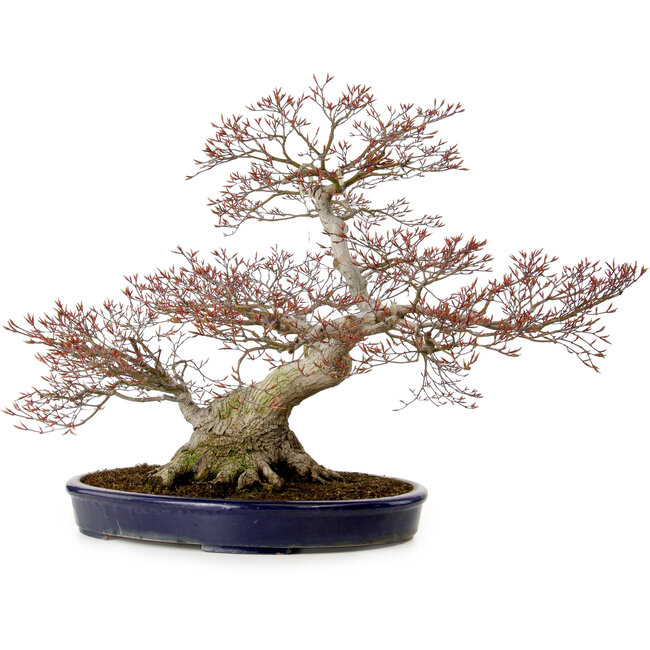 Acer palmatum, 56 cm, ca. 30 Jahre alt, mit einem Wurzelhals von 32 cm