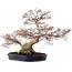 Acer palmatum, 56 cm, ± 30 years old, with a nebari of 32 cm