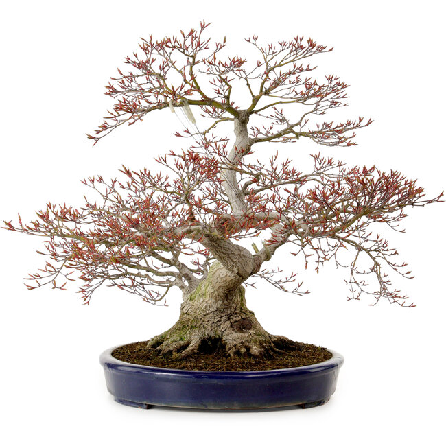 Acer palmatum, 56 cm, ± 30 jaar oud, met een nebari van 32 cm