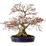Acer palmatum, 56 cm, ± 30 anni, con nebari di 32 cm