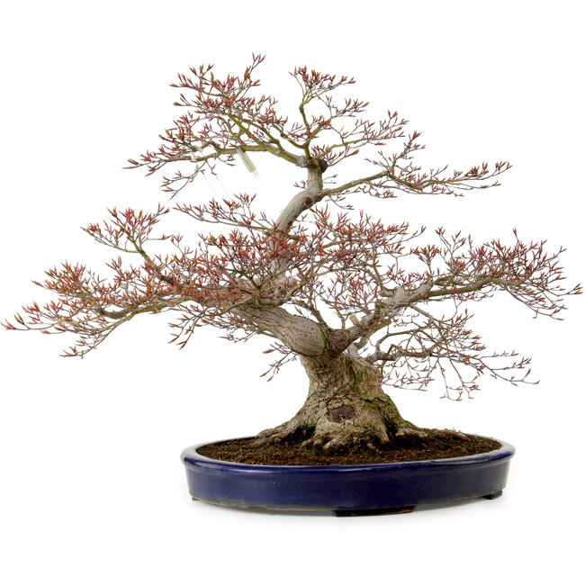Acer palmatum, 56 cm, ± 30 anni, con nebari di 32 cm