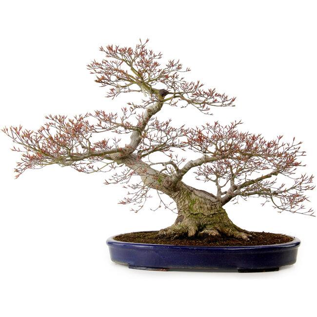 Acer palmatum, 56 cm, ± 30 anni, con nebari di 32 cm