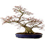 Acer palmatum, 56 cm, ± 30 ans, avec un nebari de 32 cm