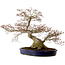 Acer palmatum, 56 cm, ± 30 anni, con nebari di 32 cm