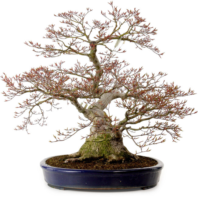 Acer palmatum, 56 cm, ± 30 anni, con nebari di 32 cm