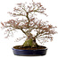 Acer palmatum, 56 cm, ± 30 años, con un nebari de 32 cm