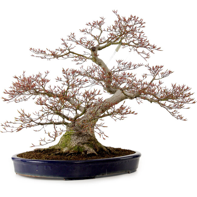 Acer palmatum, 56 cm, ± 30 años, con un nebari de 32 cm