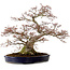 Acer palmatum, 56 cm, ± 30 ans, avec un nebari de 32 cm