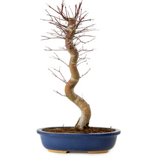 Acer palmatum Deshojo, 48 cm, ± 15 años