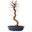 Acer palmatum Deshojo, 48 cm, ± 15 jaar oud, met een nebari van 9 cm