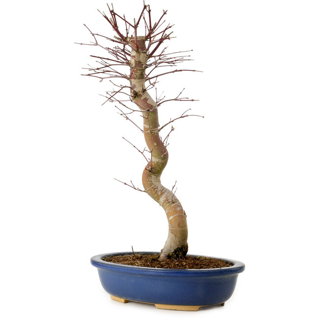 Acer palmatum Deshojo, 48 cm, ± 15 Jahre alt, mit einem Wurzelhals von 9 cm