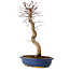 Acer palmatum Deshojo, 48 cm, ± 15 jaar oud, met een nebari van 9 cm