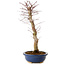 Acer palmatum Deshojo, 48 cm, ± 15 anni, con nebari di 9 cm