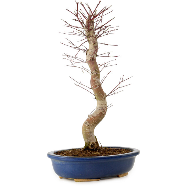 Acer palmatum Deshojo, 48 cm, ± 15 ans, avec un nebari de 9 cm