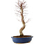 Acer palmatum Deshojo, 48 cm, ± 15 anni, con nebari di 9 cm