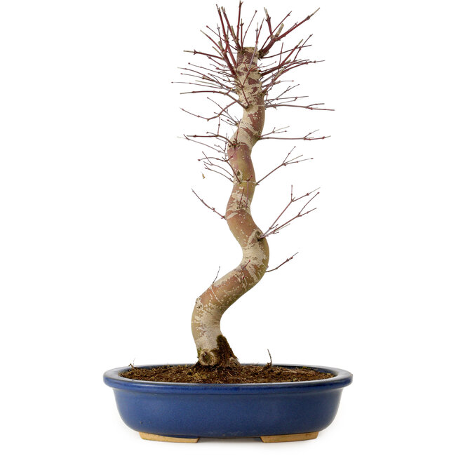 Acer palmatum Deshojo, 48 cm, ± 15 years old, with a nebari of 9 cm