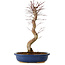 Acer palmatum Deshojo, 48 cm, ± 15 years old, with a nebari of 9 cm