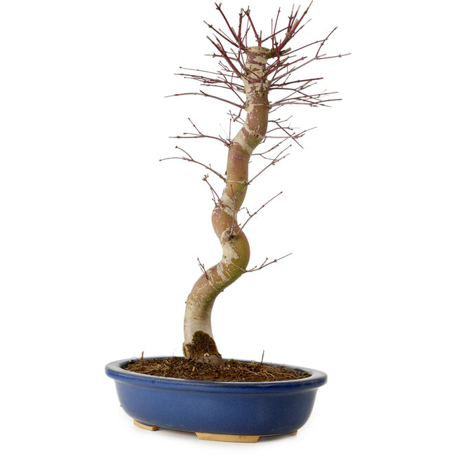 Acer palmatum Deshojo, 48 cm, ± 15 ans, avec un nebari de 9 cm