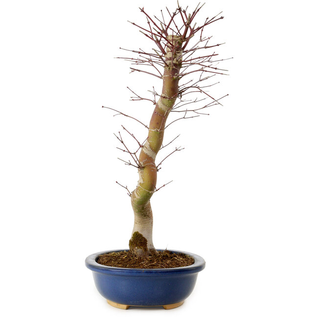 Acer palmatum Deshojo, 48 cm, ± 15 years old, with a nebari of 9 cm