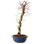 Acer palmatum Deshojo, 48 cm, ± 15 years old, with a nebari of 9 cm