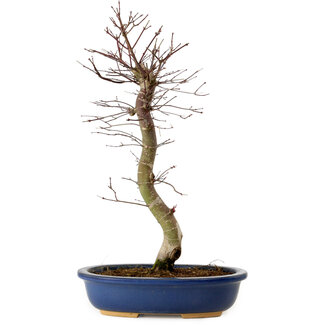 Acer palmatum Deshojo, 48 cm, ± 15 ans