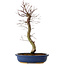 Acer palmatum Deshojo, 48 cm, ± 15 anni, con nebari di 9 cm