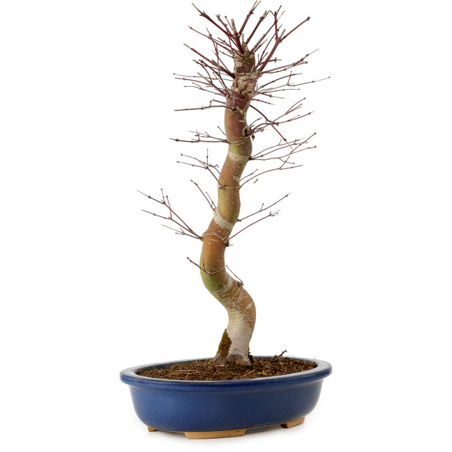 Acer palmatum Deshojo, 48 cm, ± 15 años, con un nebari de 9 cm