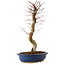 Acer palmatum Deshojo, 48 cm, ± 15 anni, con nebari di 9 cm