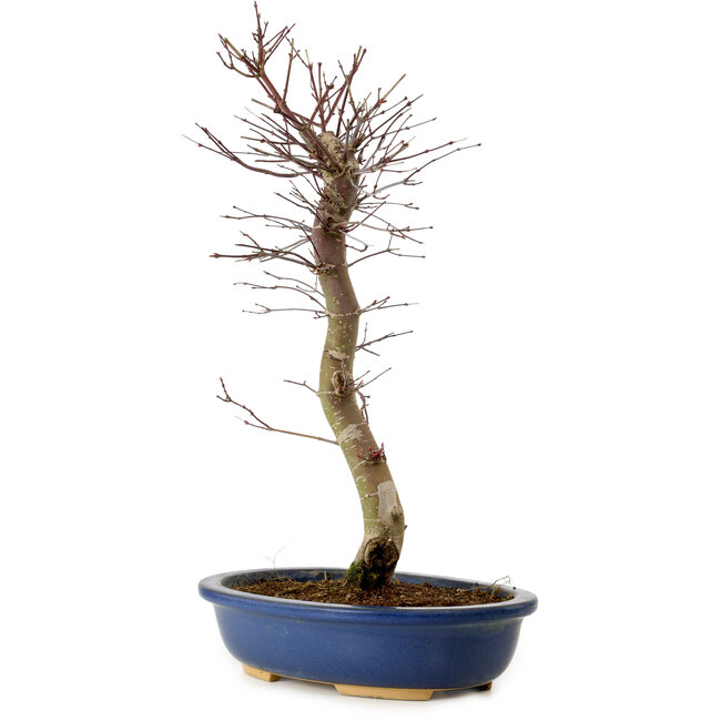 Acer palmatum Deshojo, 48 cm, ± 15 anni, con nebari di 9 cm