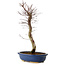 Acer palmatum Deshojo, 48 cm, ± 15 Jahre alt, mit einem Wurzelhals von 9 cm
