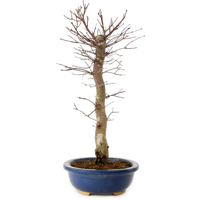 Acer palmatum Deshojo, 48 cm, ± 15 años, con un nebari de 9 cm