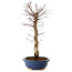 Acer palmatum Deshojo, 48 cm, ± 15 ans, avec un nebari de 9 cm