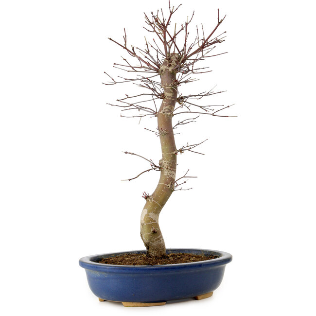 Acer palmatum Deshojo, 48 cm, ± 15 años, con un nebari de 9 cm