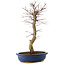 Acer palmatum Deshojo, 48 cm, ± 15 anni, con nebari di 9 cm