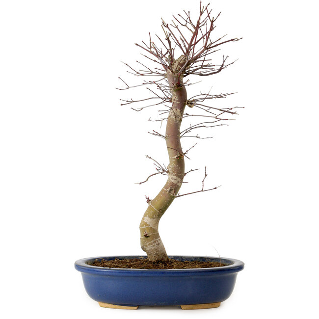 Acer palmatum Deshojo, 48 cm, ± 15 jaar oud, met een nebari van 9 cm