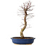 Acer palmatum Deshojo, 48 cm, ± 15 Jahre alt, mit einem Wurzelhals von 9 cm
