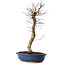 Acer palmatum Deshojo, 48 cm, ± 15 years old, with a nebari of 9 cm