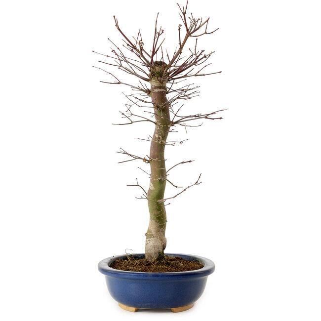 Acer palmatum Deshojo, 48 cm, ± 15 anni, con nebari di 9 cm