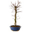 Acer palmatum Deshojo, 48 cm, ± 15 anni, con nebari di 9 cm