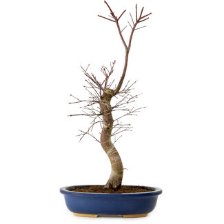 Acer palmatum Deshojo, 48 cm, ± 15 ans