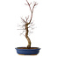 Acer palmatum Deshojo, 48 cm, ± 15 años, con un nebari de 9 cm