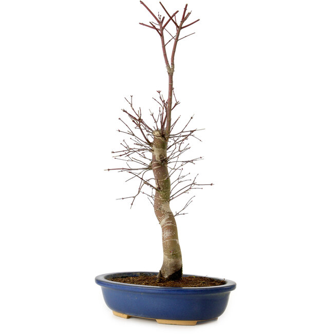 Acer palmatum Deshojo, 48 cm, ± 15 anni, con nebari di 9 cm