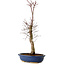 Acer palmatum Deshojo, 48 cm, ± 15 años, con un nebari de 9 cm