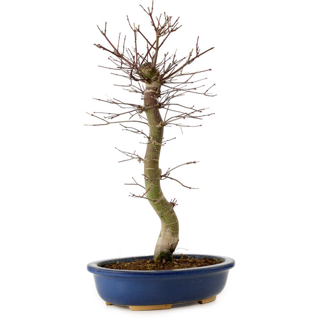 Acer palmatum Deshojo, 48 cm, ± 15 jaar oud, met een nebari van 9 cm